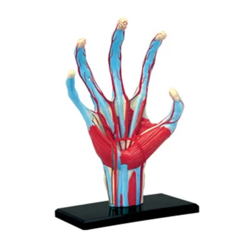 Анатомическая модель человеческой руки Скелет Медицинское Учебное пособие Игрушка для сборки Пазлов Лабораторное Учебное оборудование для класса Челночный корабль